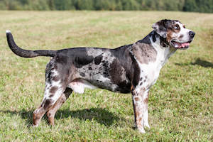 Louisiana Catahoula Leopard Dog